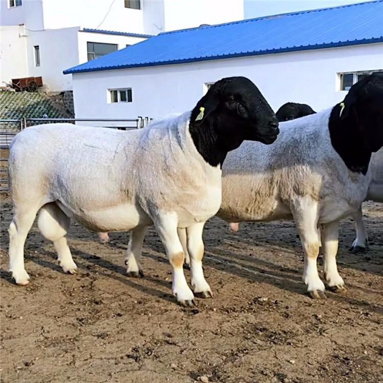 云南3-6个月肉羊羊羔 杜泊绵羊养殖场 量大优惠