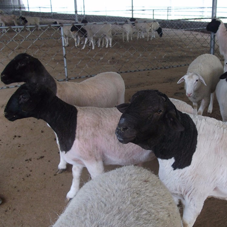 四川3-6个月肉羊羊羔 杜泊绵羊养殖场 量大优惠