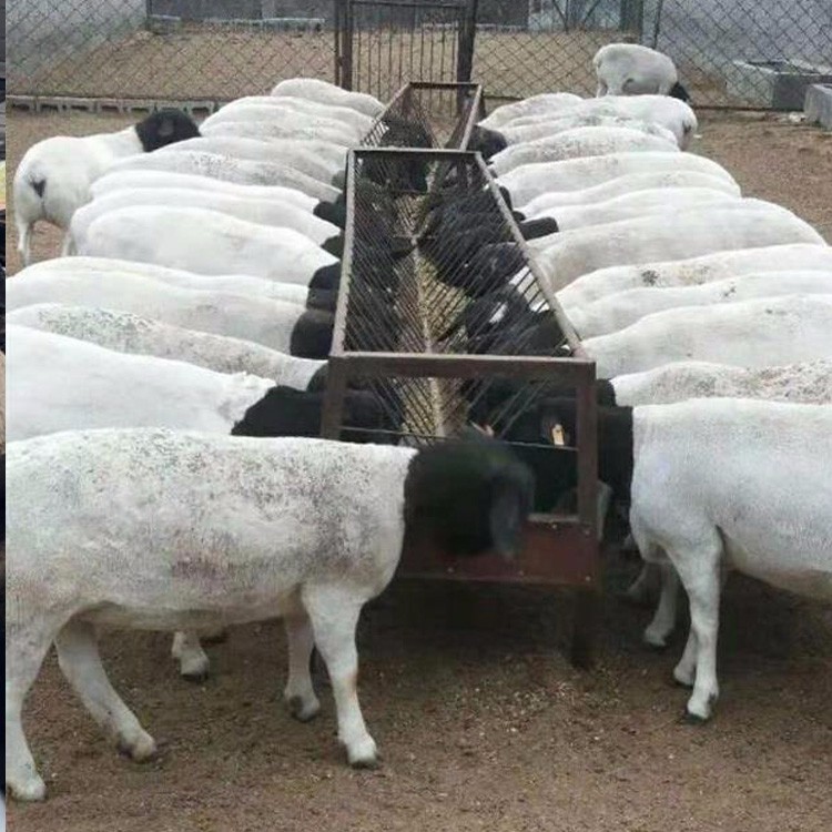 四川3-6个月肉羊羊羔 杜泊绵羊养殖场 量大优惠