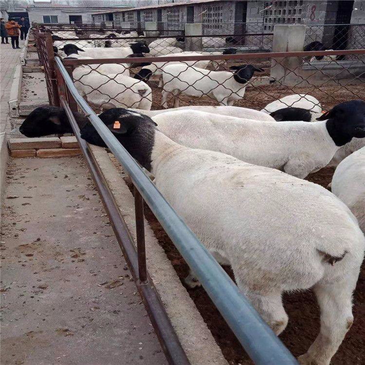 云南杜泊绵羊羊羔 杜泊绵羊养殖场 量大优惠