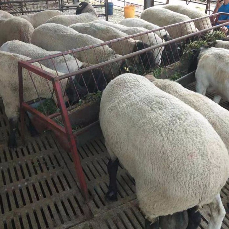 云南3-6个月肉羊羊羔 杜泊绵羊养殖场 量大优惠