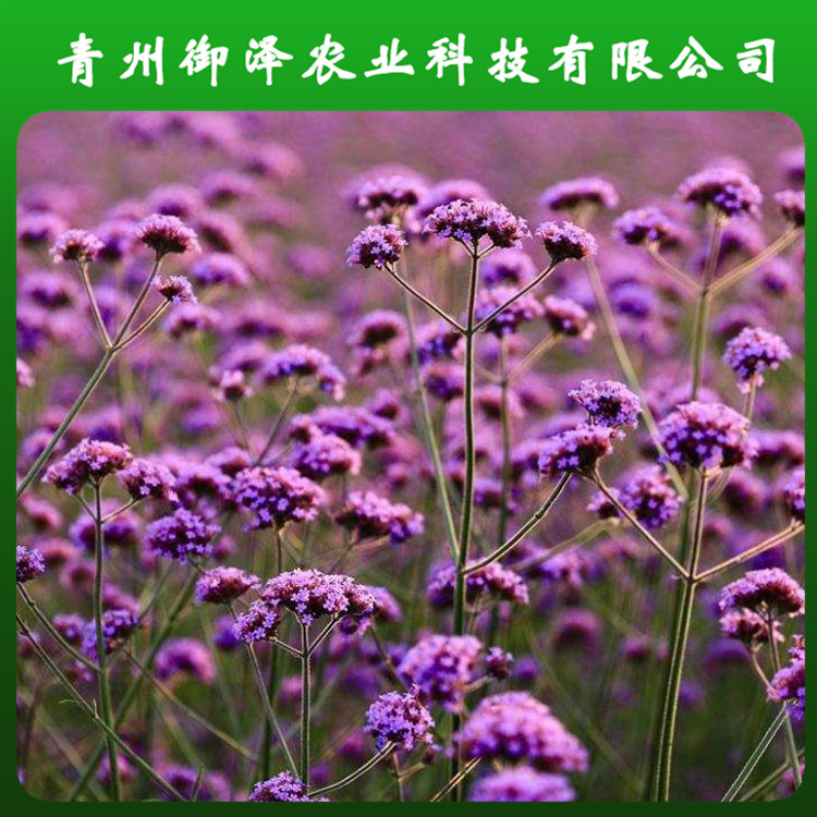山东柳叶马鞭草供应 花海工程马鞭草 御泽农业