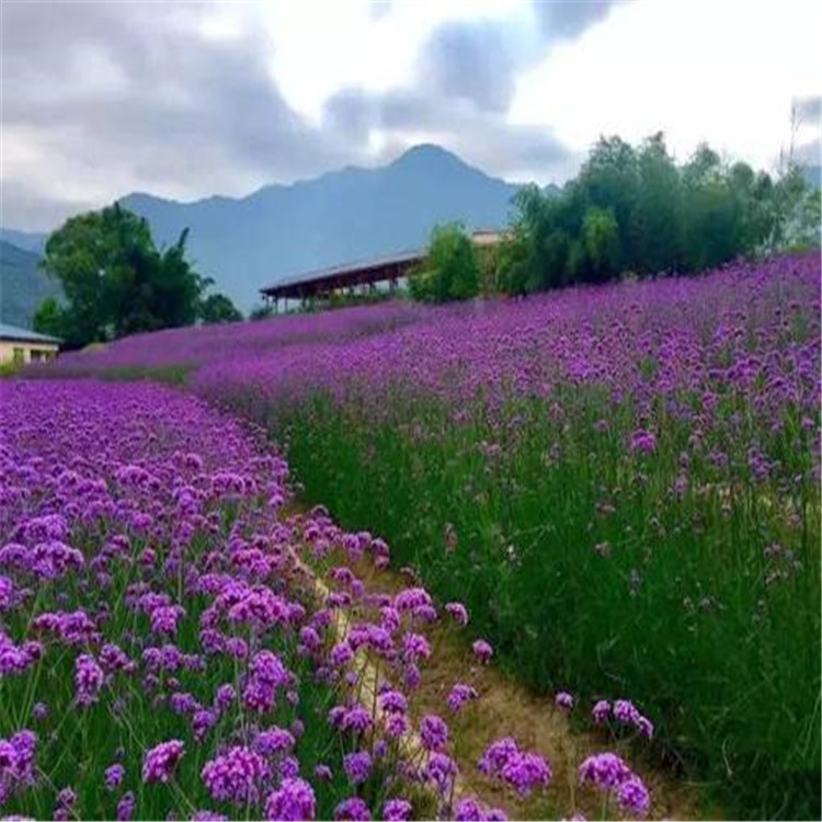 山东柳叶马鞭草供应 花海工程马鞭草 厂家直销