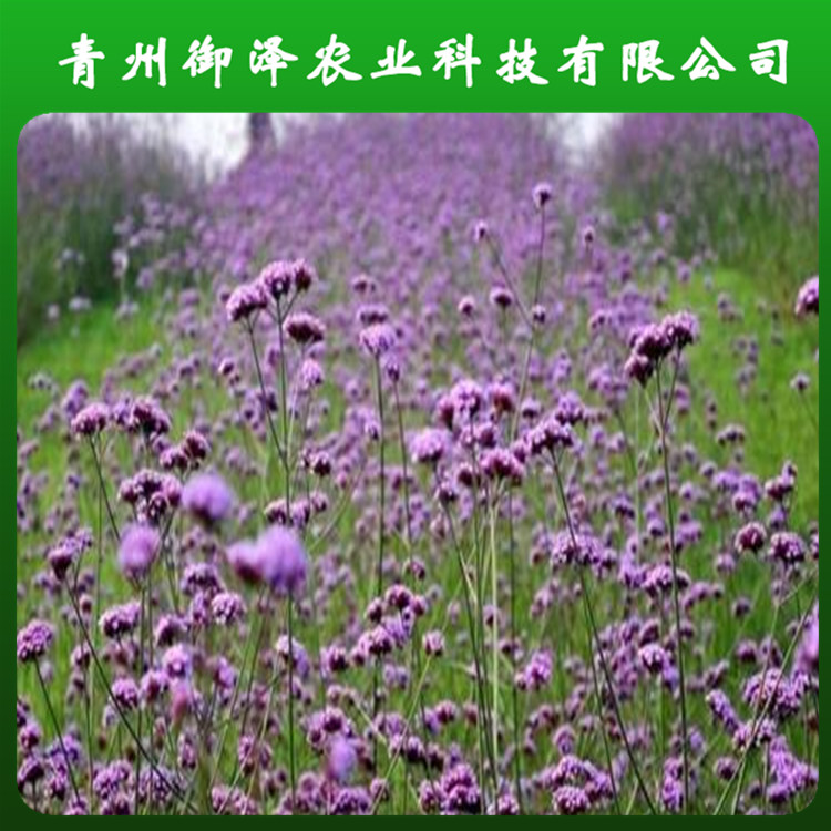 山东柳叶马鞭草供应 厂家销售柳叶马鞭草 支持选购