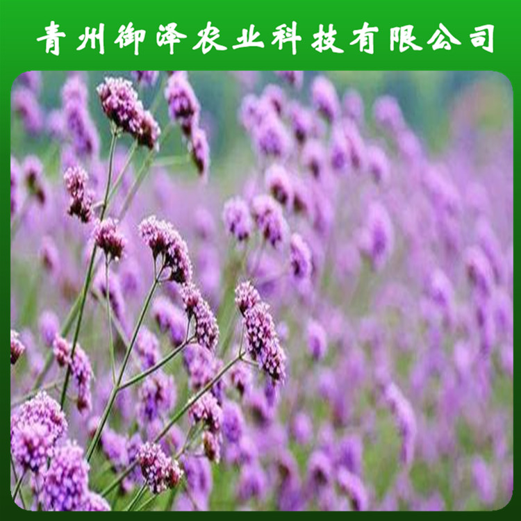 山东柳叶马鞭草供应 花海工程马鞭草 支持选购