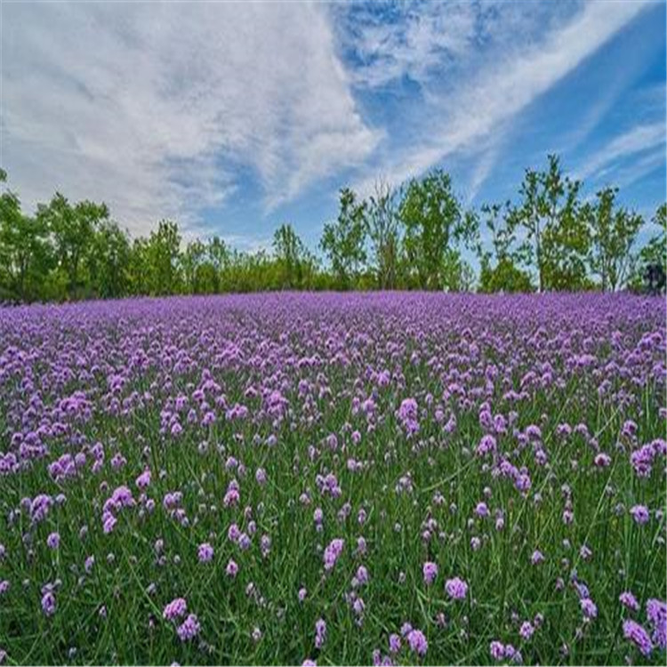 山东柳叶马鞭草供应 花海工程马鞭草 厂家直销