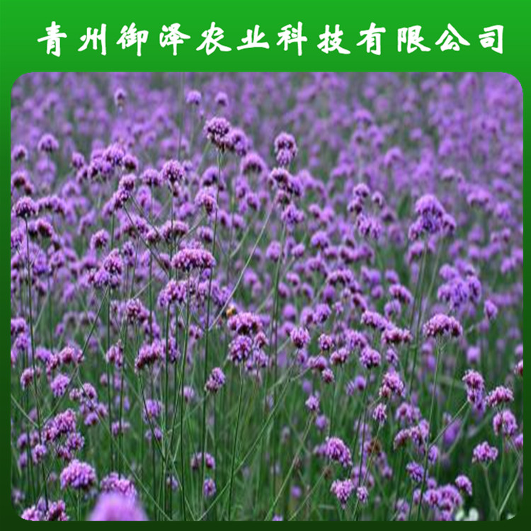 山东柳叶马鞭草供应 厂家销售柳叶马鞭草 支持选购