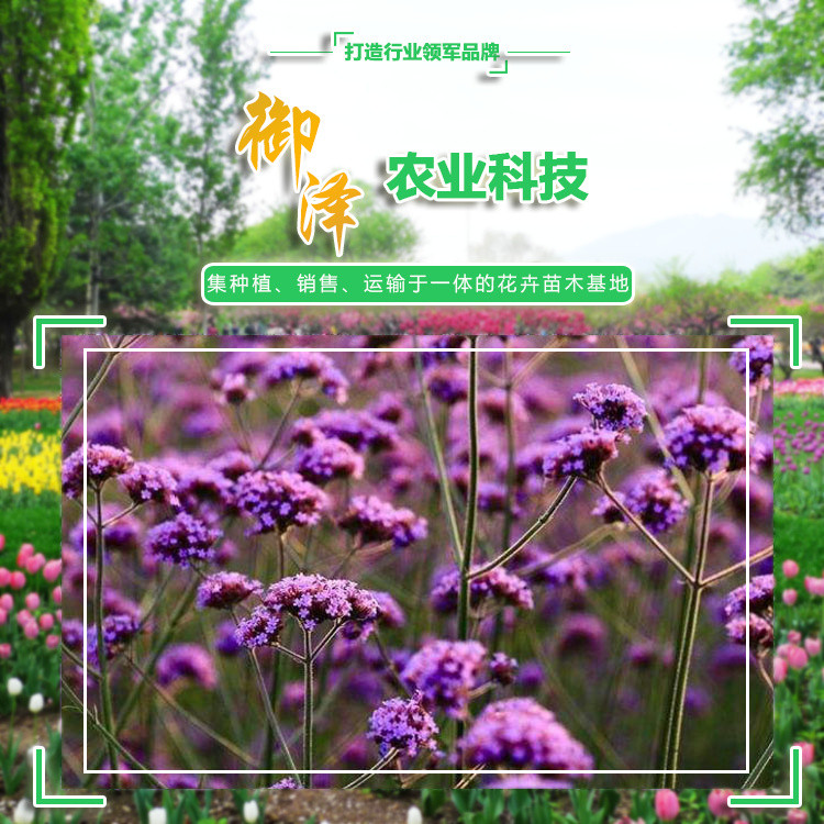 山东柳叶马鞭草供应 厂家销售柳叶马鞭草 支持选购