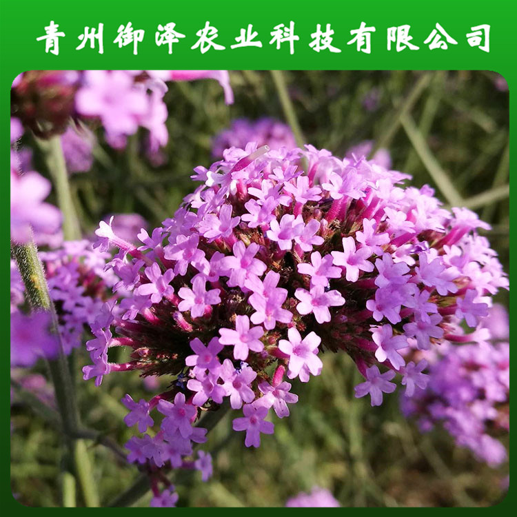山东柳叶马鞭草供应 厂家销售柳叶马鞭草 欢迎咨询