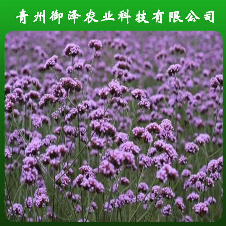 山东柳叶马鞭草供应 花海工程马鞭草 御泽农业