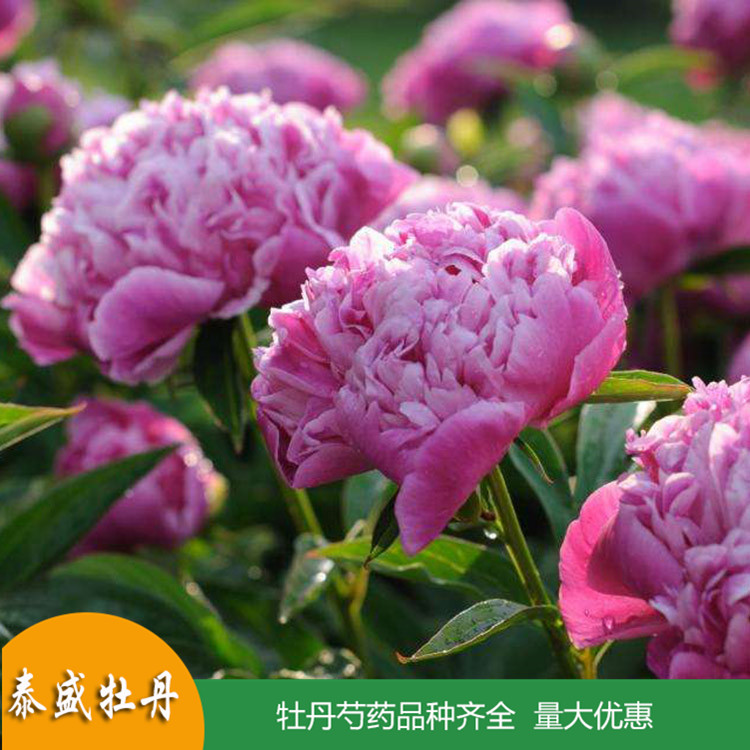 泰盛重瓣芍药花苗 庭院盆栽芍药 品种齐全 量大优惠