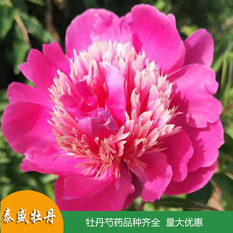 泰盛精品观赏芍药 鲜切芍药 品种齐全 量大优惠