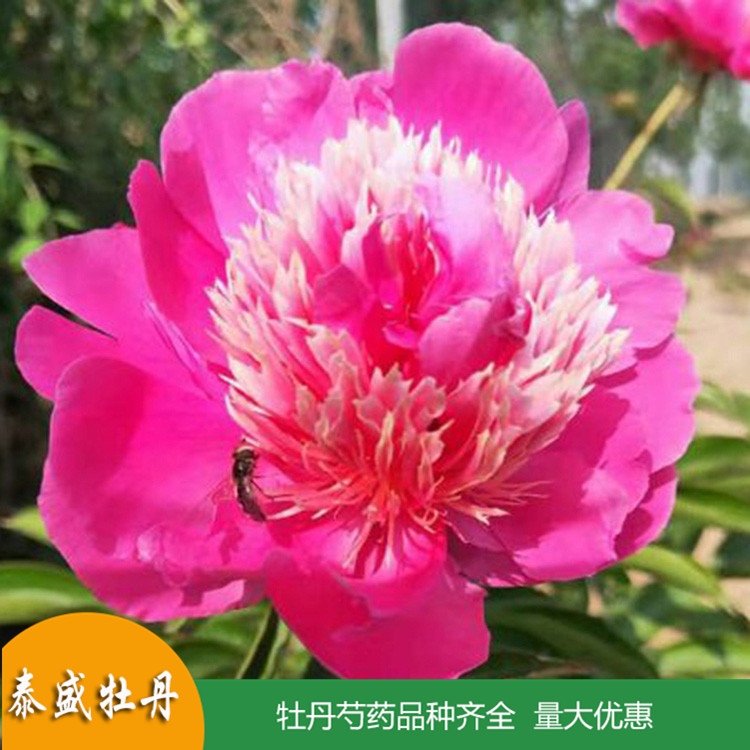 现货供应精品观赏芍药 庭院盆栽芍药 品种齐全 量大优惠