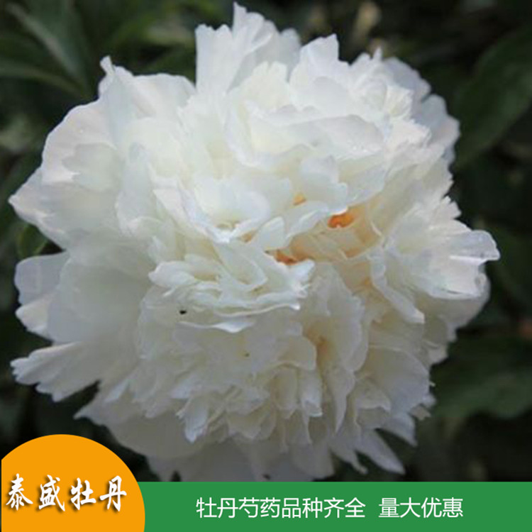 泰盛精品观赏芍药 庭院盆栽芍药 品种齐全 量大优惠