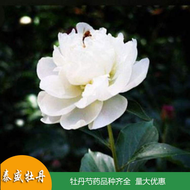 现货供应重瓣芍药花苗 鲜切芍药 品种齐全 量大优惠