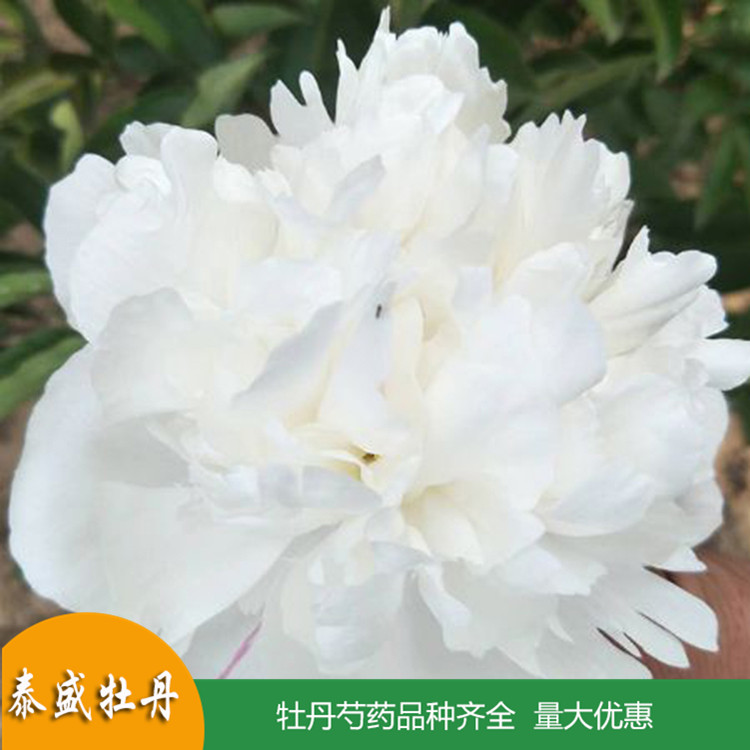 现货供应精品观赏芍药 鲜切芍药 品种齐全 量大优惠