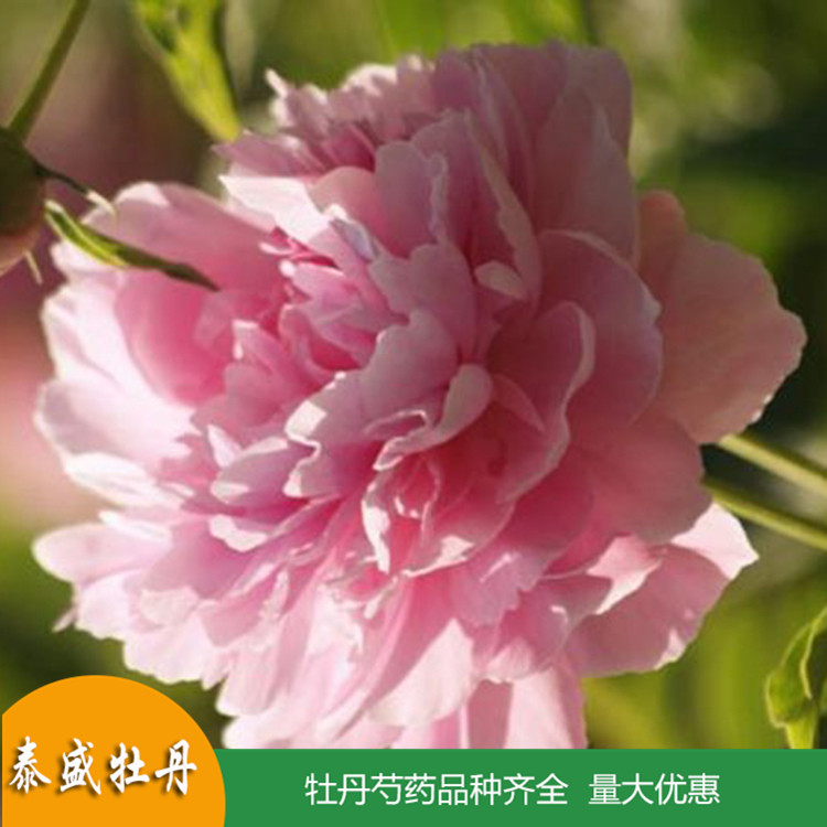 现货供应重瓣芍药花苗 鲜切芍药 品种齐全 量大优惠