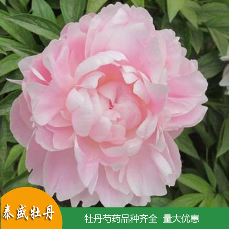 泰盛精品观赏芍药 鲜切芍药 品种齐全 量大优惠