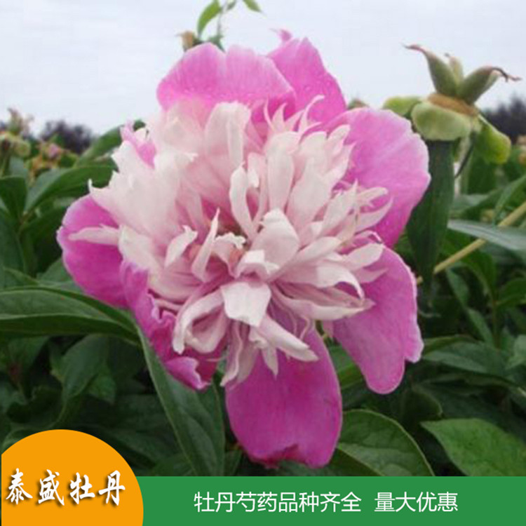 泰盛精品观赏芍药 鲜切芍药 品种齐全 量大优惠