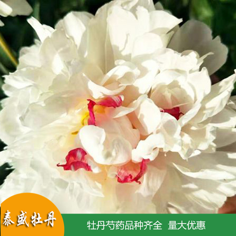 泰盛精品观赏芍药 庭院盆栽芍药 品种齐全 量大优惠