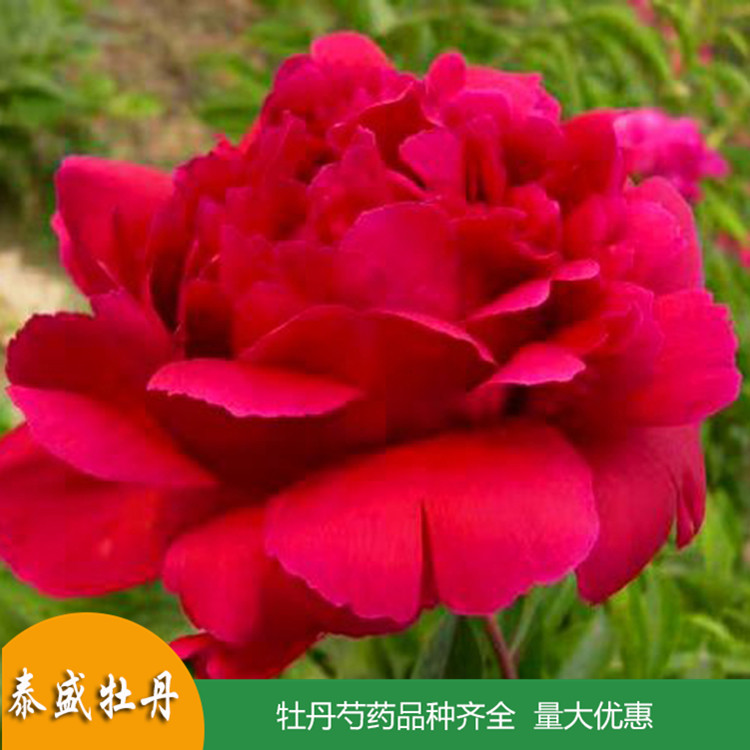 泰盛精品观赏芍药 鲜切芍药 品种齐全 量大优惠