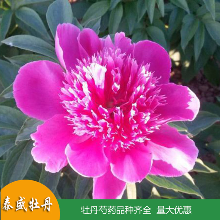 现货供应精品观赏芍药 鲜切芍药 品种齐全 量大优惠