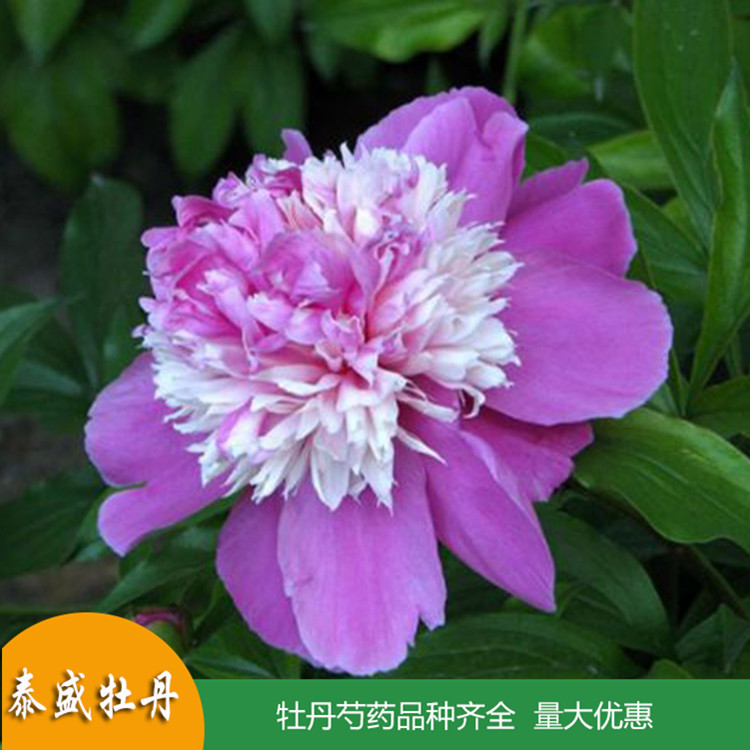 现货供应重瓣芍药花苗 庭院盆栽芍药 品种齐全 量大优惠