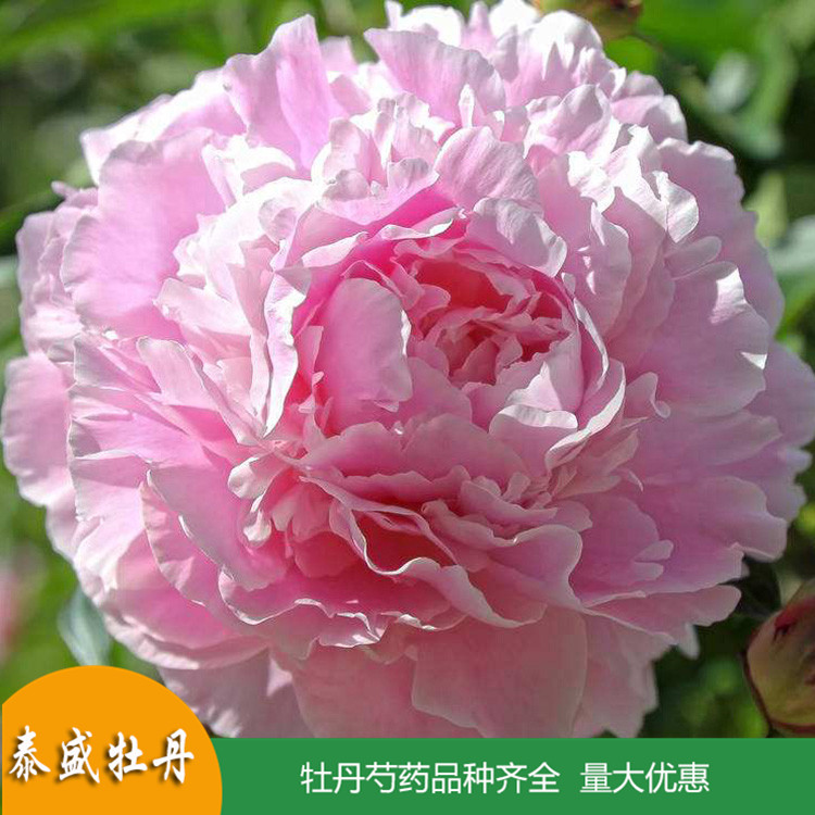 现货供应精品观赏芍药 鲜切芍药 品种齐全 量大优惠