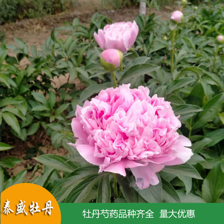 现货供应精品观赏芍药 鲜切芍药 品种齐全 量大优惠