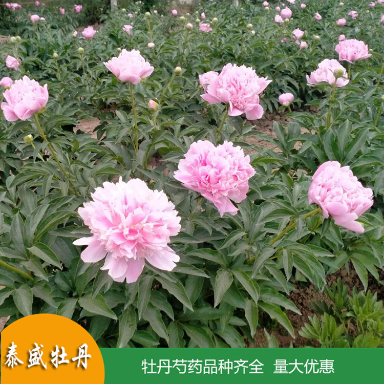 泰盛精品观赏芍药 庭院盆栽芍药 品种齐全 量大优惠