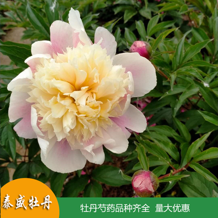 泰盛精品观赏芍药 庭院盆栽芍药 品种齐全 量大优惠