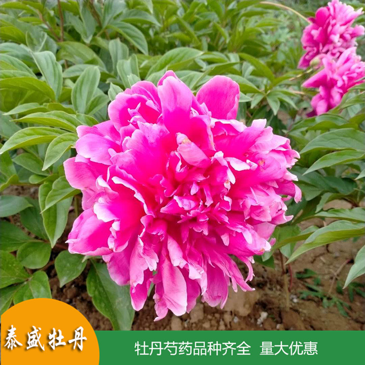 现货供应精品观赏芍药 鲜切芍药 品种齐全 量大优惠