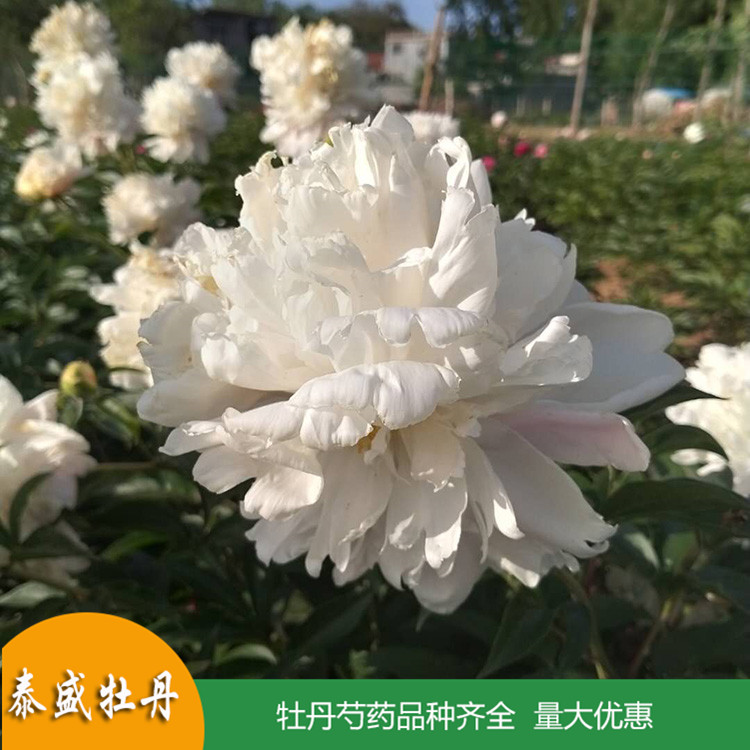 菏泽芍药 精品观赏芍药花苗批发