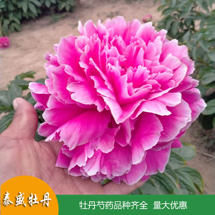 现货供应重瓣芍药花苗 庭院盆栽芍药 品种齐全 量大优惠