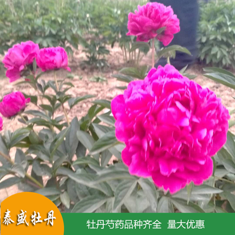 泰盛精品观赏芍药 鲜切芍药 品种齐全 量大优惠