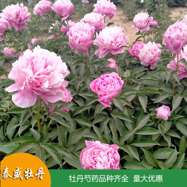 现货供应复色芍药花 庭院盆栽芍药 品种齐全 量大优惠