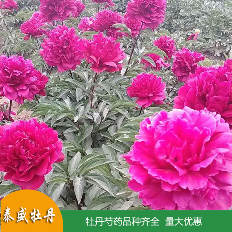 泰盛重瓣芍药花苗 庭院盆栽芍药 品种齐全 量大优惠