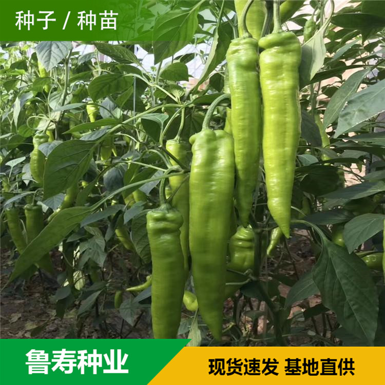 山东青椒种苗销售基地 河南青椒种子供应 支持选购