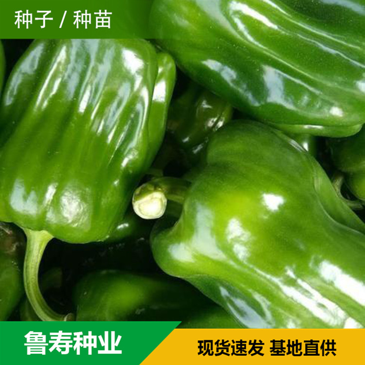 山东青椒种苗销售基地 抗倒伏青椒苗销售 欢迎咨询