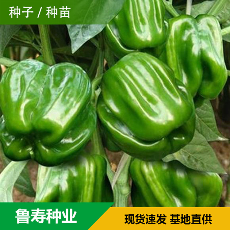 山东青椒种苗销售基地 抗倒伏青椒苗销售 欢迎咨询
