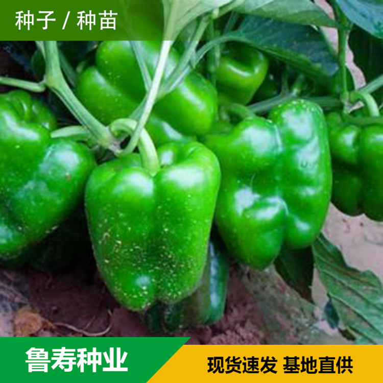 山东青椒种苗销售基地 河南青椒种子供应 欢迎咨询