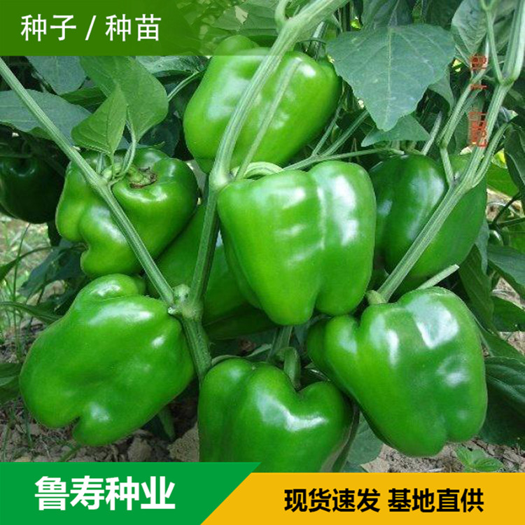 山东青椒种苗销售基地 河南青椒种子供应 欢迎咨询