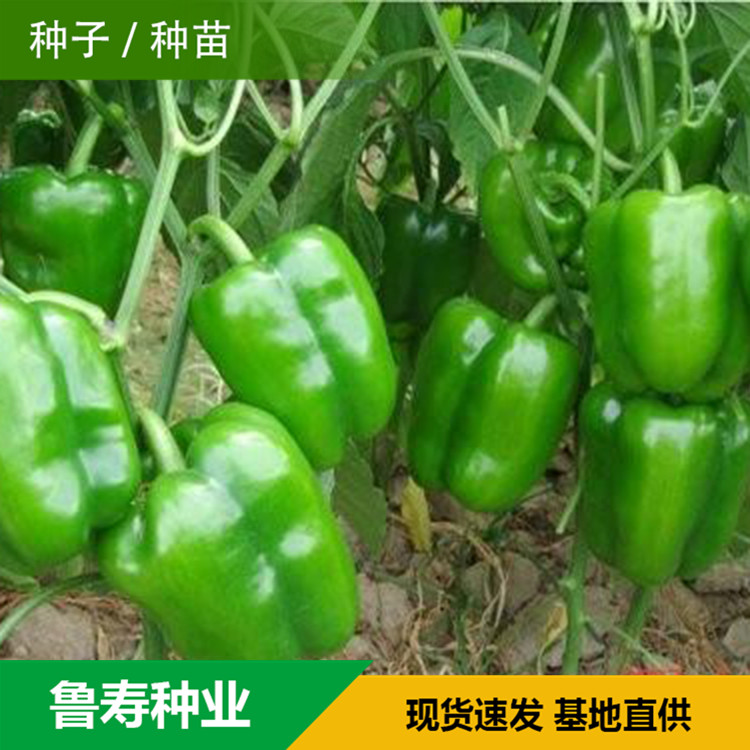 山东青椒种苗销售基地 河南青椒种子供应 欢迎咨询
