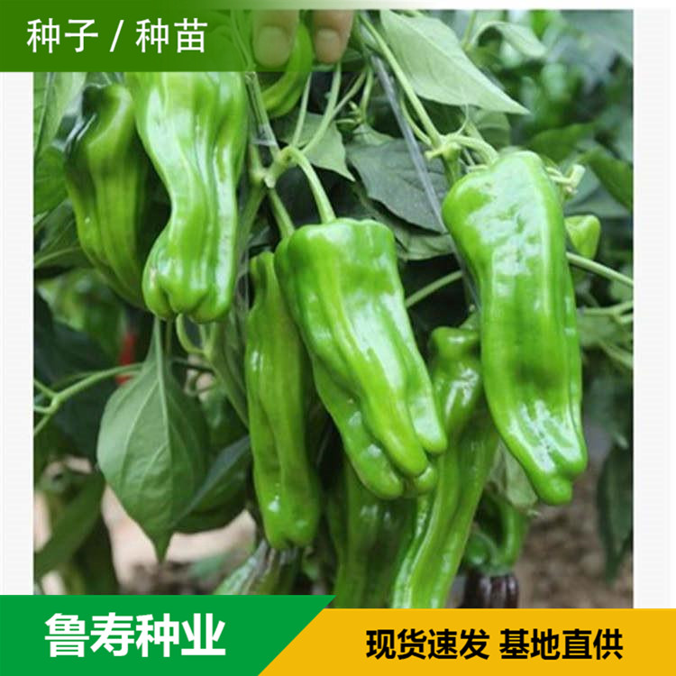 山东青椒种苗销售基地 抗倒伏青椒苗销售 欢迎咨询