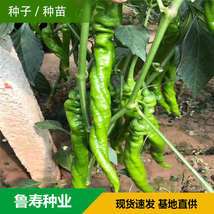 山东青椒种苗销售基地 抗倒伏青椒苗销售 欢迎咨询