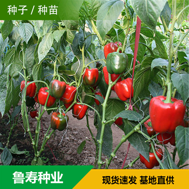山东青椒种苗销售基地 抗倒伏青椒苗销售 欢迎咨询