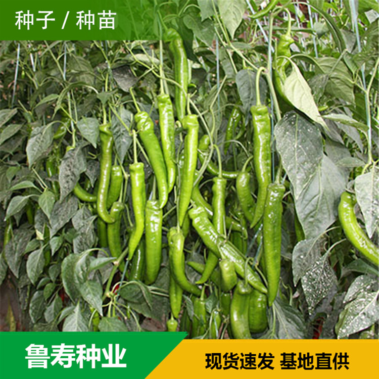 山东青椒种苗销售基地 河南青椒种子供应 欢迎咨询