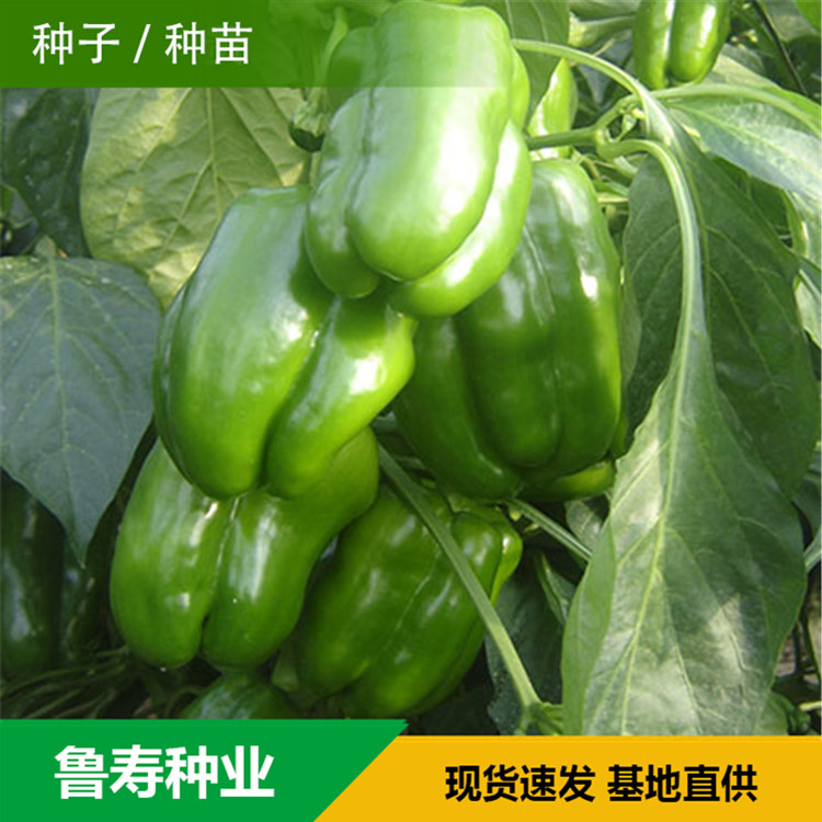 山东青椒种苗销售基地 河南青椒种子供应 支持选购