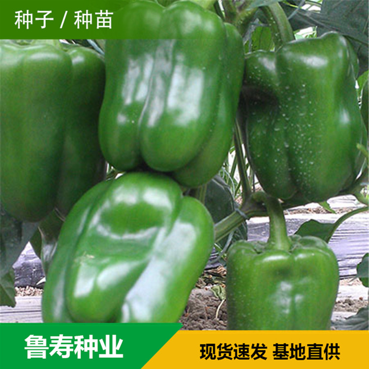 山东青椒种苗销售基地 抗倒伏青椒苗销售 厂家批发