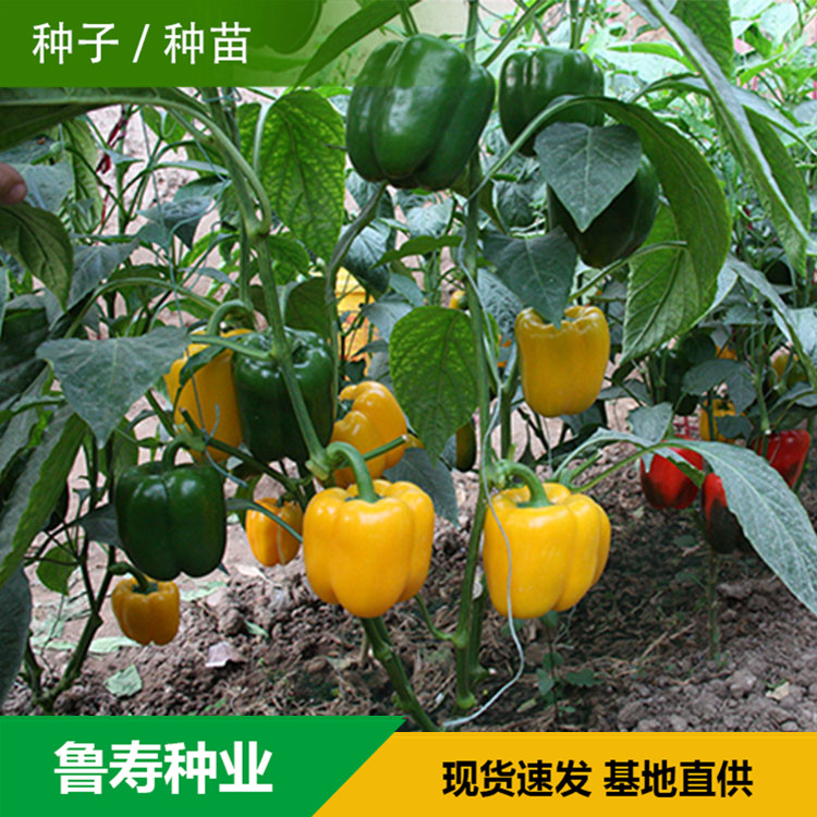 山东青椒种苗销售基地 河南青椒种子供应 欢迎咨询